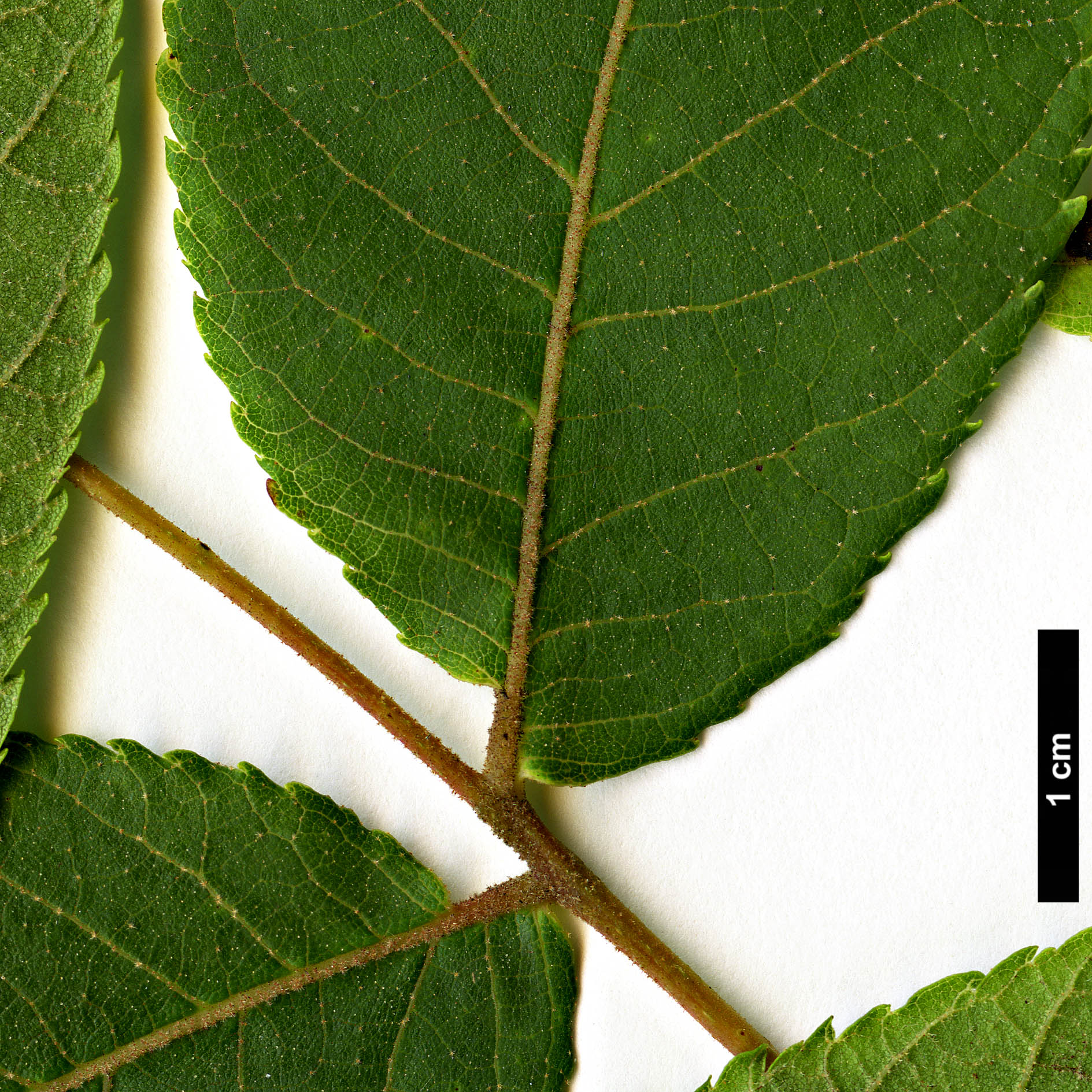 High resolution image: Family: Juglandaceae - Genus: Juglans - Taxon: mollis High resolution image: Family: Juglandaceae - Genus: Juglans - Taxon: mollis